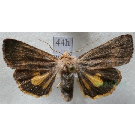 Noctua interjecta Hübner, 1803 Rolnica Czech44h